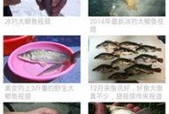 钓鱼爆料视频最新版下载,揭秘钓鱼技巧与安全防范攻略
